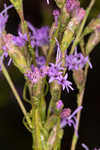 Smallhead blazing star